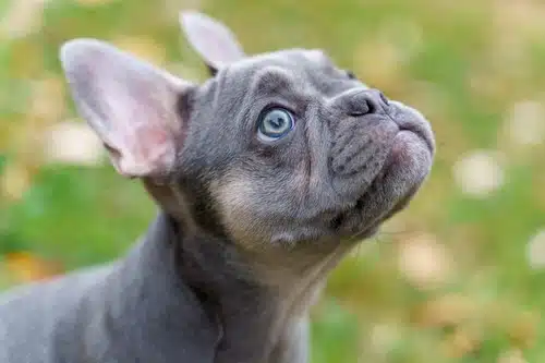 Is this Blue Fawn French Bulldog Puppy on grass, looking up to the sky, purebred or pedigree