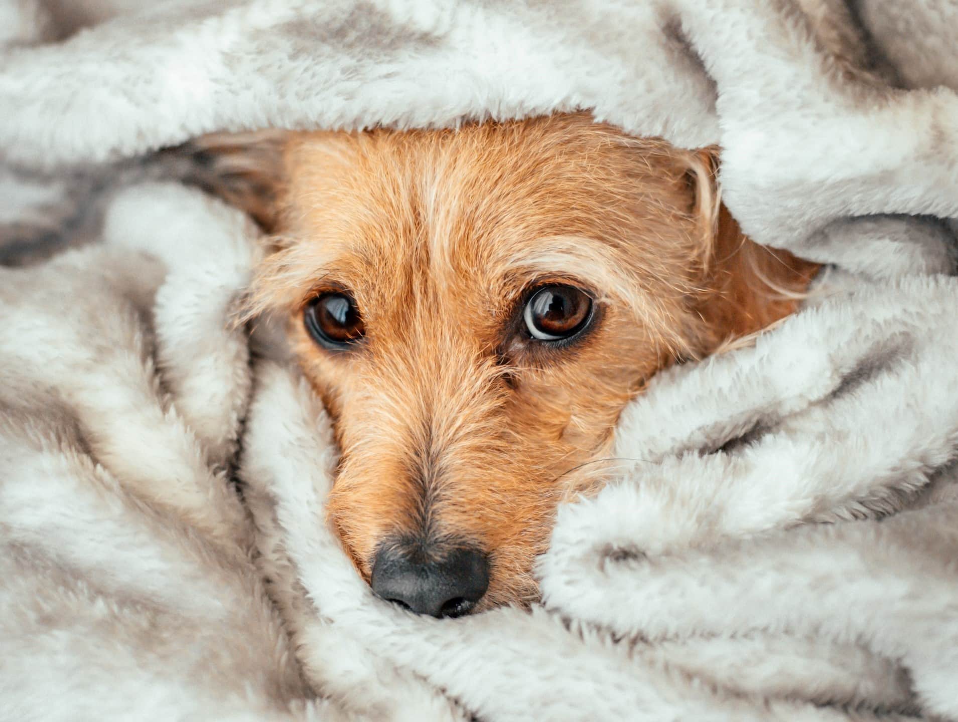 What Does It Mean When Dog Has A Runny Nose