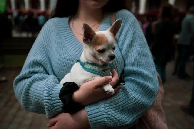 dogs can get monkeypox
