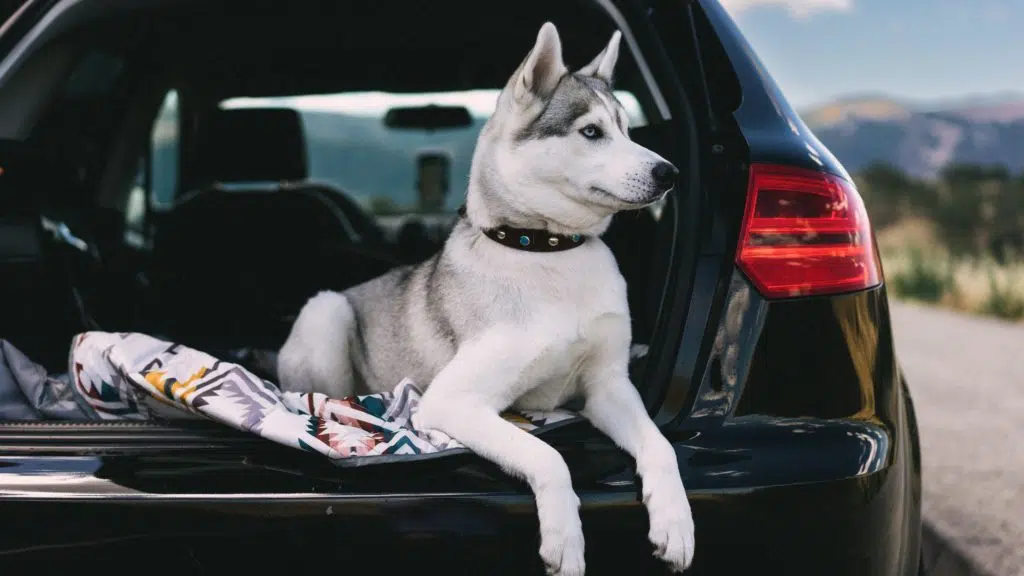 Pet safety in cars is often neglected, ponders this white dog sitting in a car boot that's thinking about road safety and pets