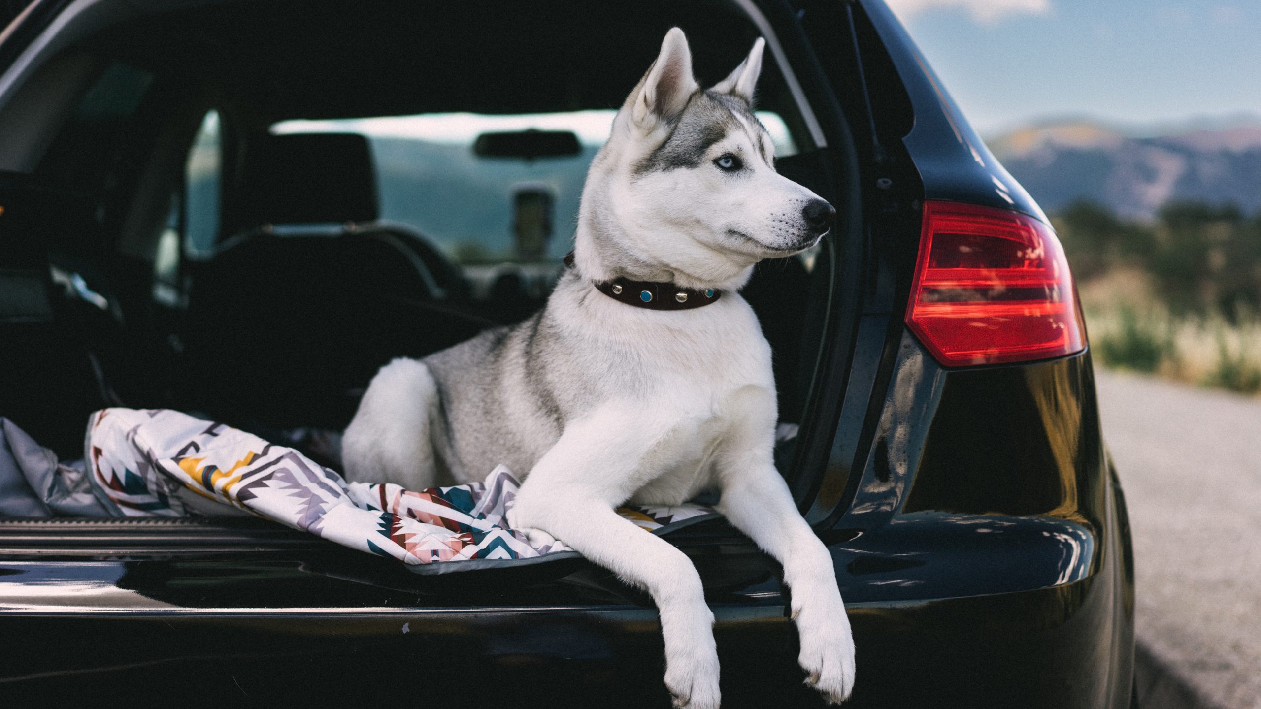Car Safety Picks for Pet