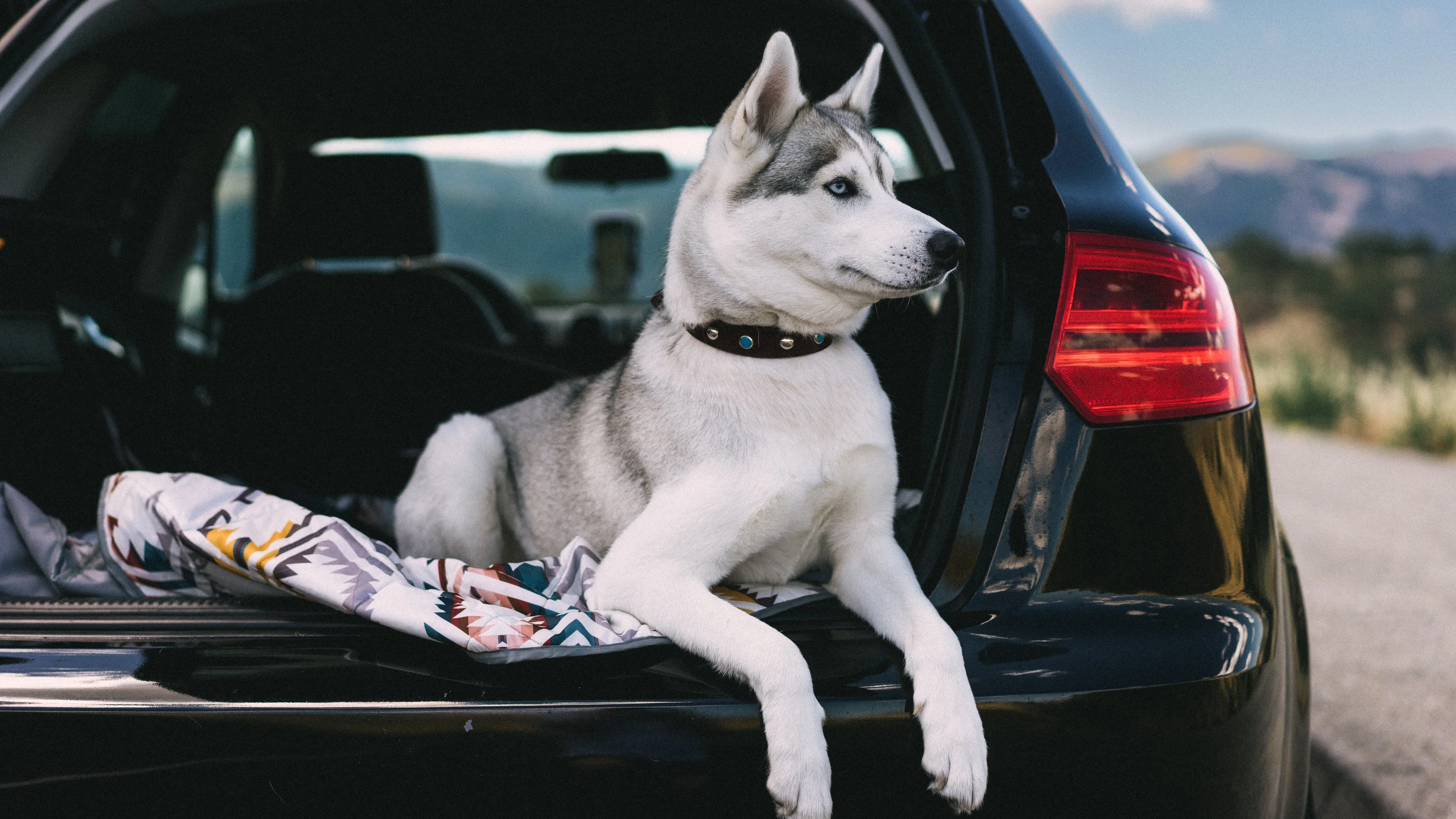 Pet safety in cars is often neglected, ponders this white dog sitting in a car boot that's thinking about road safety and pets