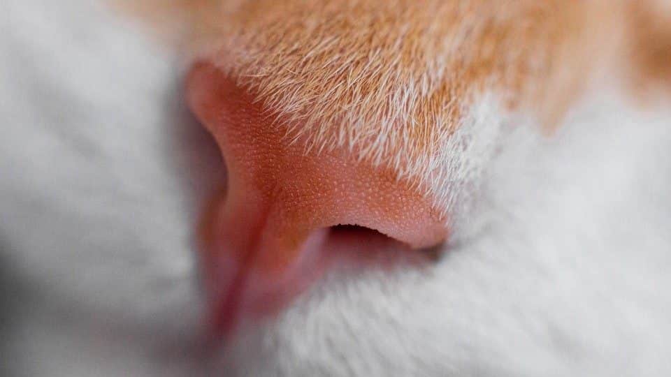 cats rub against you to leave a scent trail