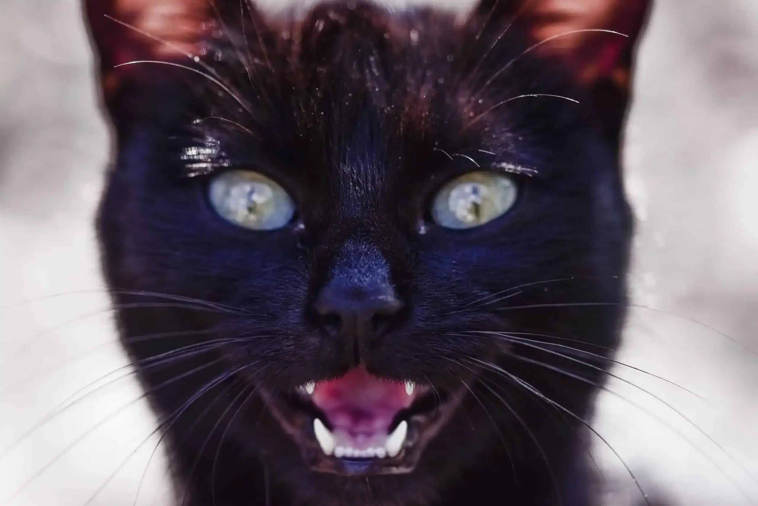 A close up of a black cat with blue eyes displaying intense gaze.