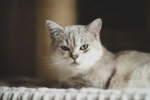 A Burmilla starring into the camera. This rare cat is very beautiful