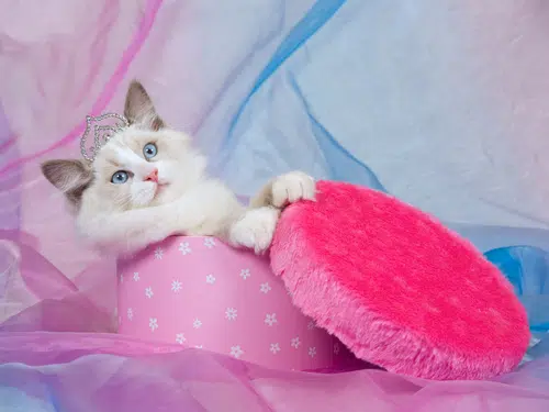 This blue eyed cat is probably a Ragdoll