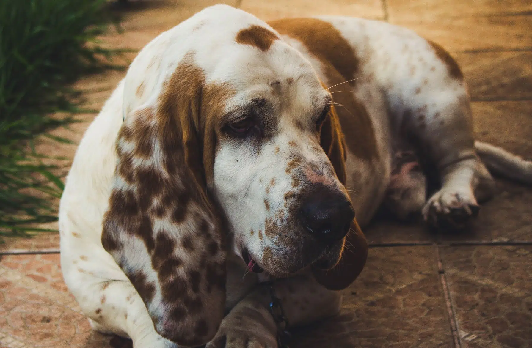 A brown and white Basset Hound lying on orange tiles wonders when it will have Basset Hound puppies