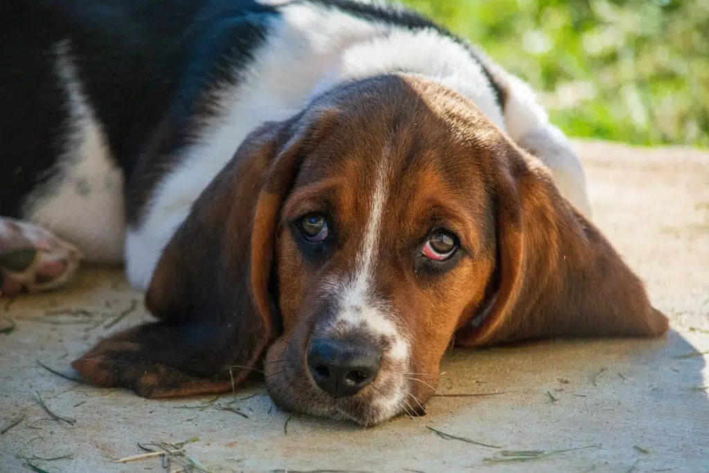 Basset Hound puppies, like this one lying on cement, are sometimes referred to as Bassets.