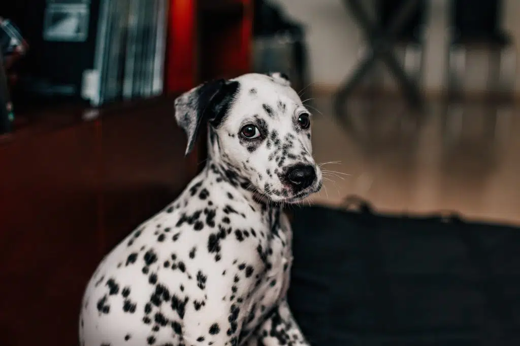 Sitting Dalmatian purebred dog looks at the camera; who should have papers to tell if he is pedigreed