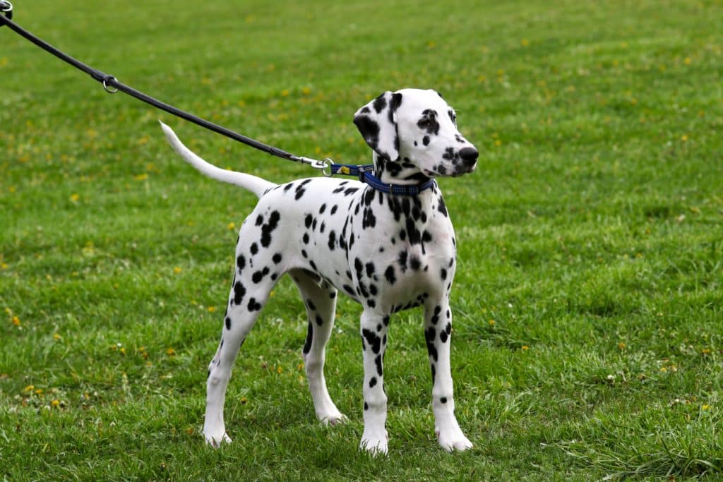 Dalmatians require daily exercise, like this Dalmatian dog on a lead standing on grass. 