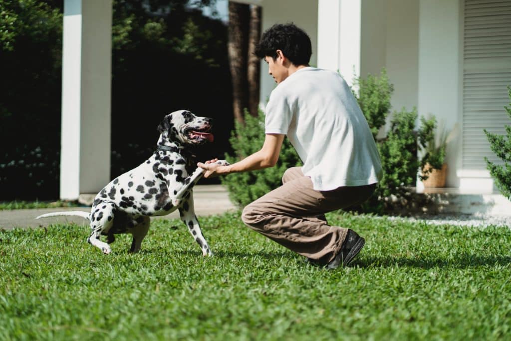 A man trains his Dalmatian dog outside his house, knowing you should start training Dalmatians as early as possible.