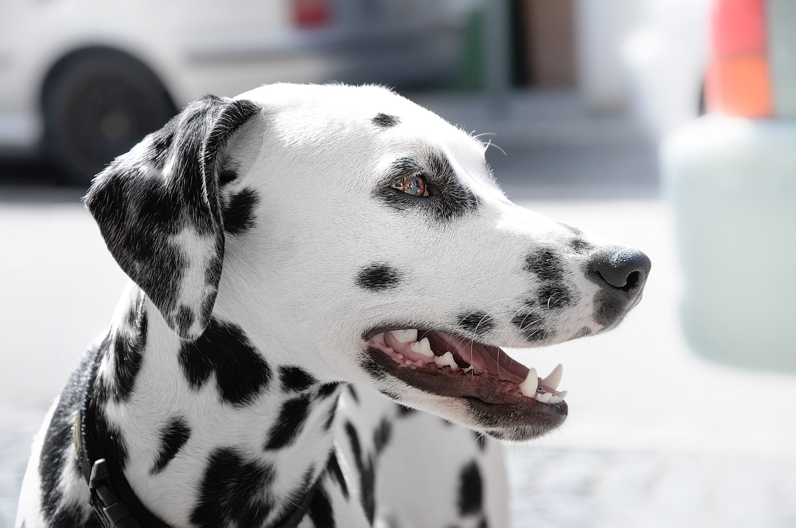 Here's why Dalmatians make a great companion, like the one pondering with its mouth open here.