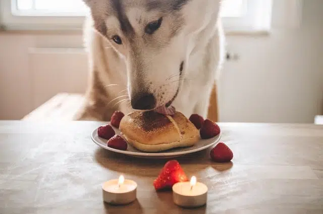 DIY Diwali treats for dogs and cats