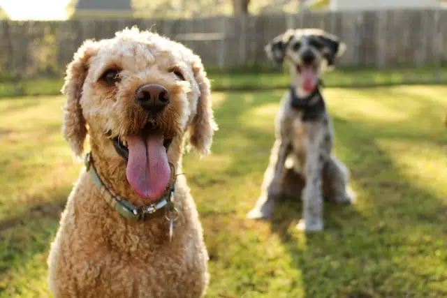 finding a doggy daycare that's safe and reliable takes research