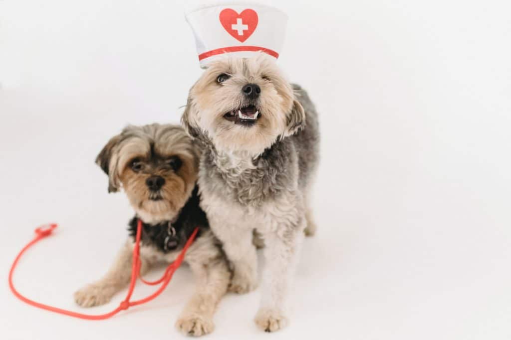 Shaking in Terriers can be due to a medical condition. Speak to your vet about concerns, so your pup is healthy like these two pooches dressed in nurse’s attire.