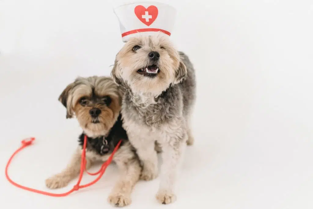 Shaking in Terriers can be due to a medical condition. Speak to your vet about concerns, so your pup is healthy like these two pooches dressed in nurse’s attire.
