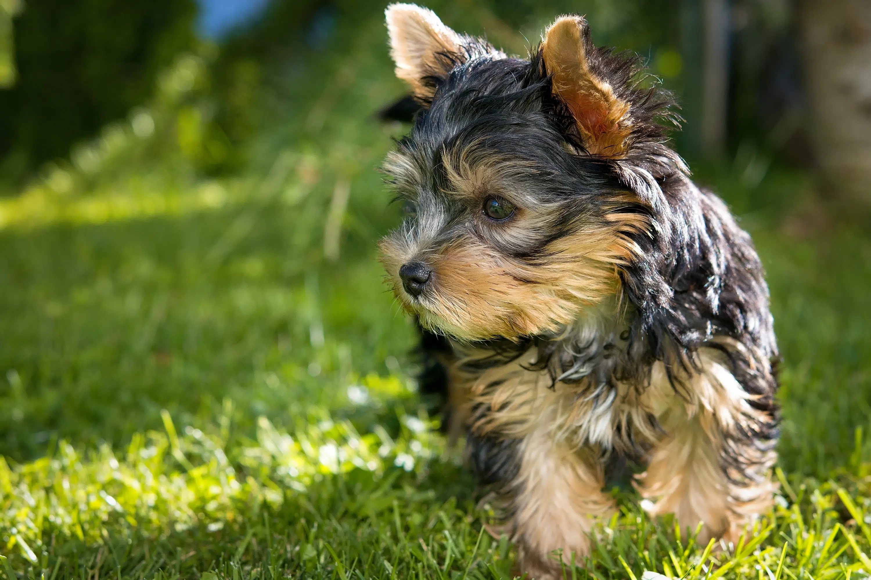 Shaking in Terriers can be caused by several things, such as cold or anxiety. Make your pup is healthy like this brown and black pooch in the grass.