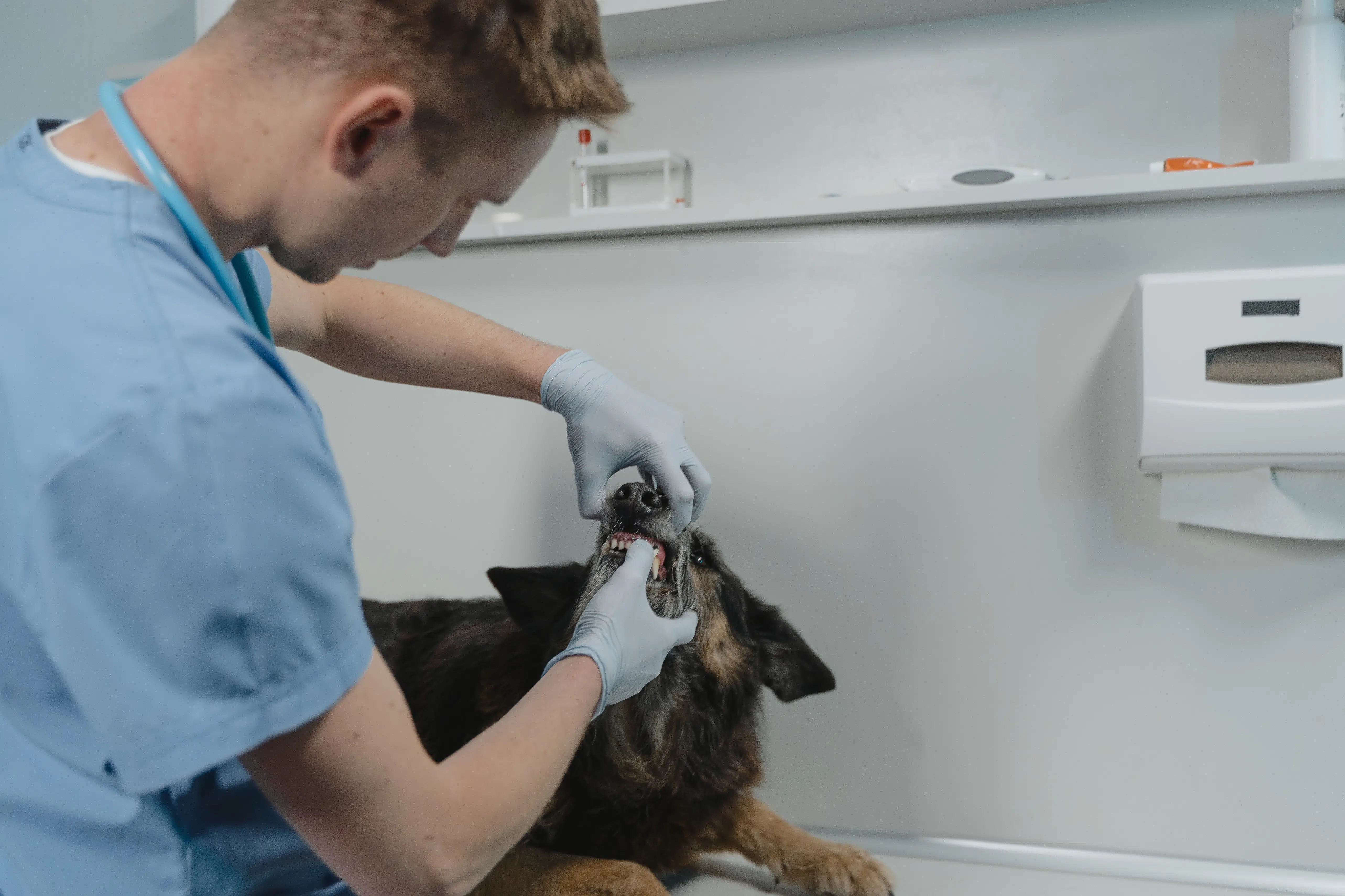 Tooth abscess in dogs is a common condition. Your vet will examine your dog’s mouth for abscessed teeth like this doctor checking this brown and black canine’s teeth.