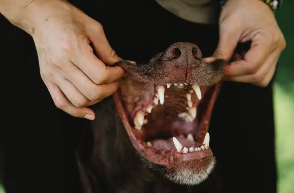 Tooth abscess in dogs is a painful condition. Check your pooch’s mouth for abscessed teeth like this man is doing to this canine’s mouth. 