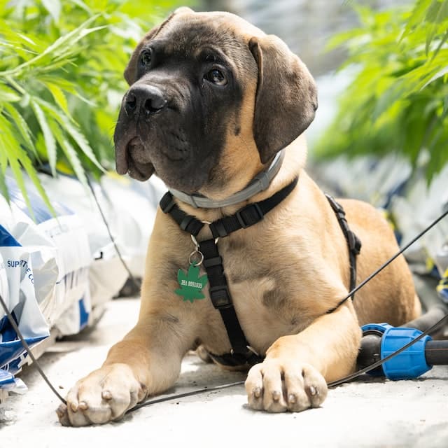 A dog in front of cannabis bushes. we look at what you need to know about dogs and marijuana and whether CBD for dogs is safe
