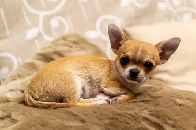 A small chihuahua puppy, known for shaking, resting on a cushioned surface.