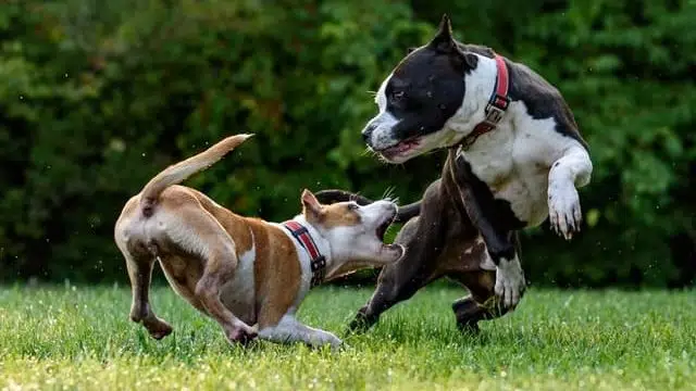 doggy daycare near me should come with safety requirements