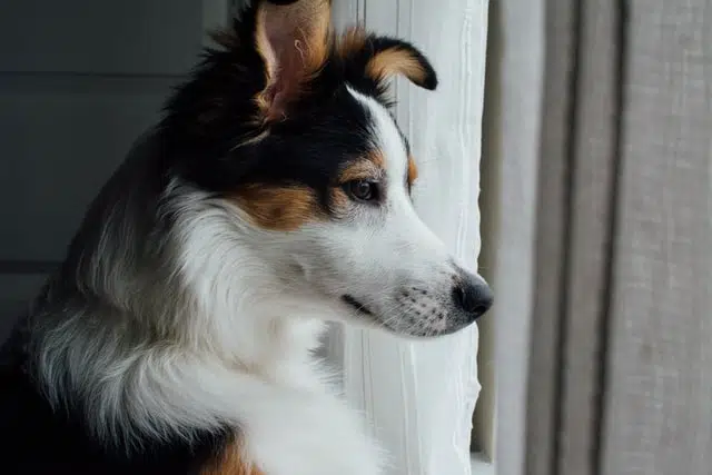 doggy daycare can offset separation anxiety