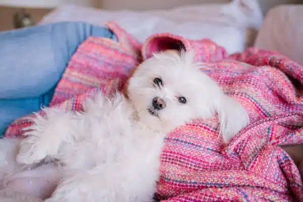 Maltese are hypoallergenic dogs that don't shed