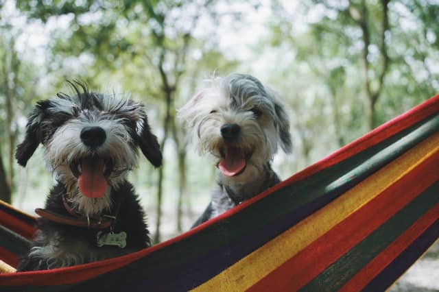 schnauzers are on the hypoallergenic dog breeds list