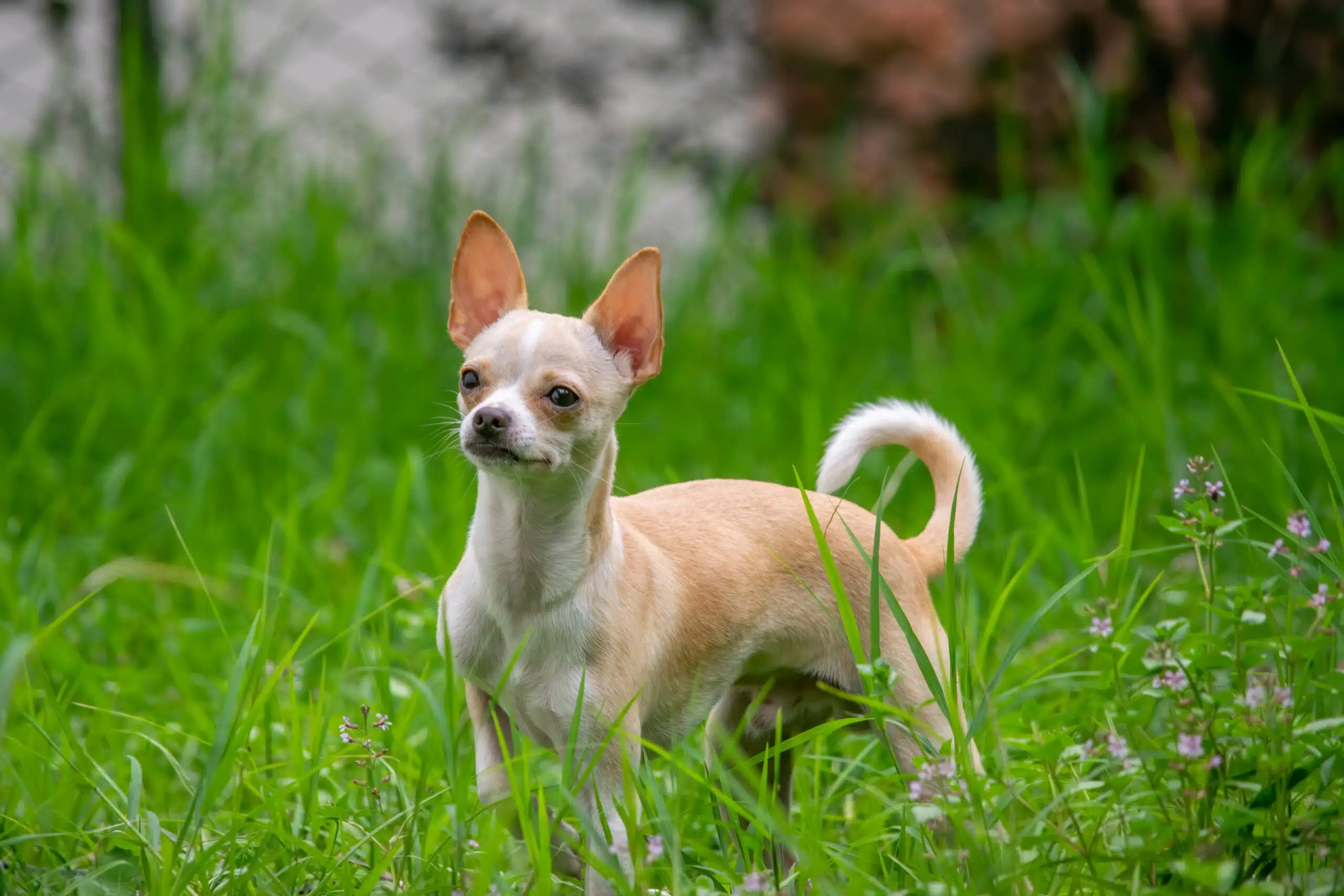 A chihuahua standing attentively in a grassy field, seemingly pondering why do chihuahuas shake.