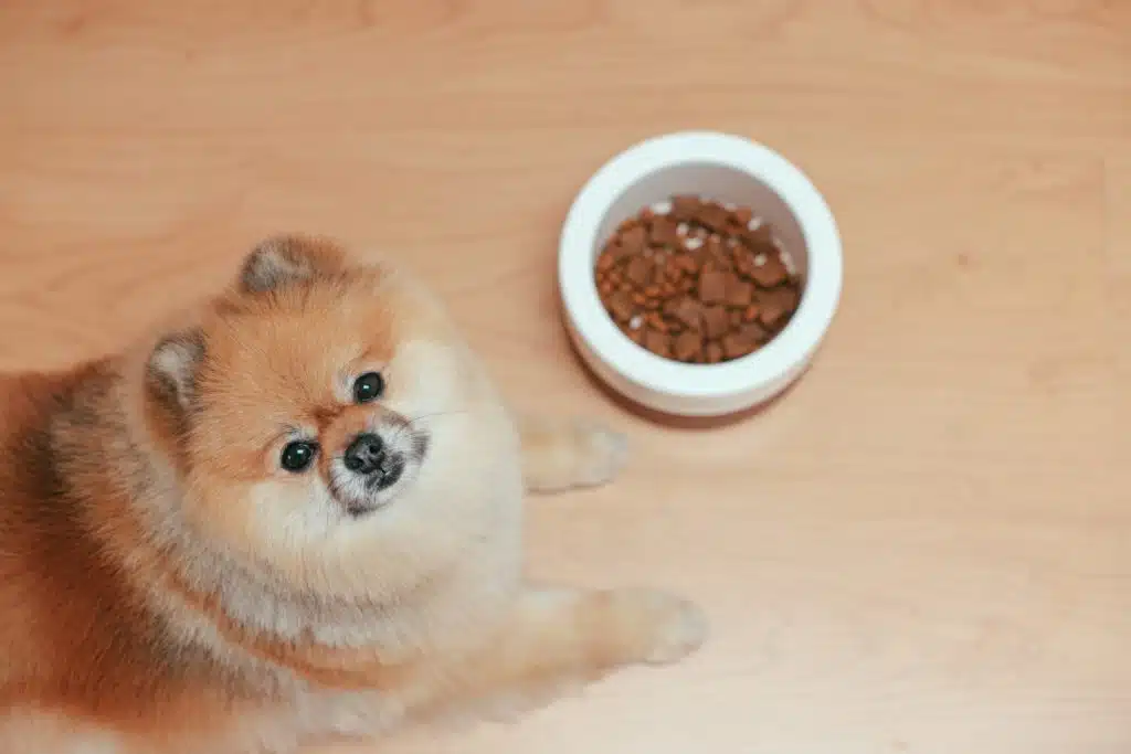 It is essential for pets to eat nutritious meals, just like this adorable Pomeranian dog about to tuck into his yummy pet food. 
