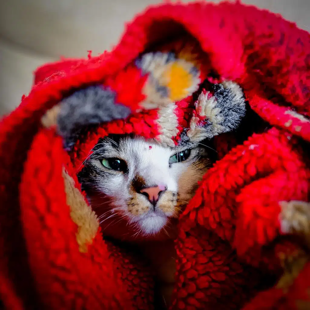 Your pet, like this cute cat hiding under the covers, will stay warm in the winter with the right pet essentials. 
