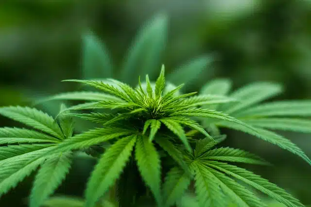 A cannabis leaf. we look at what you need to know about dogs and marijuana and whether CBD for dogs is safe