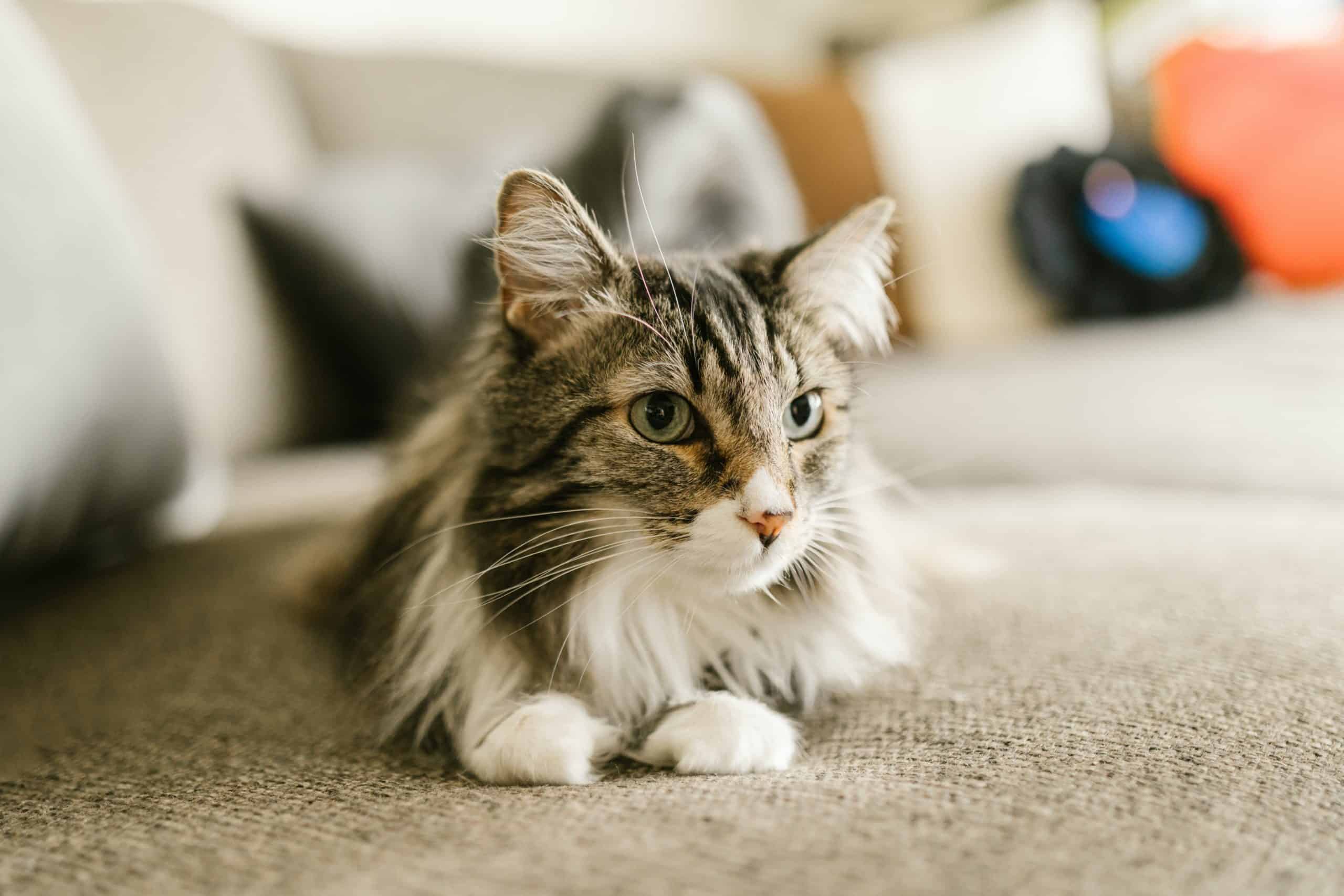 In order to have a happy pet, like this lounging cat, it is imperative that you get your pet essentials right as a pet owner.