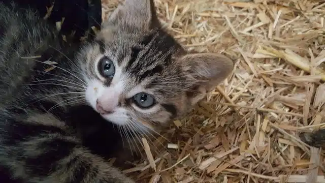 A tabby kitten with blue eyes lies on a bed of straw, curiously gazing up as the distant Diwali fireworks cast colorful reflections around the room.