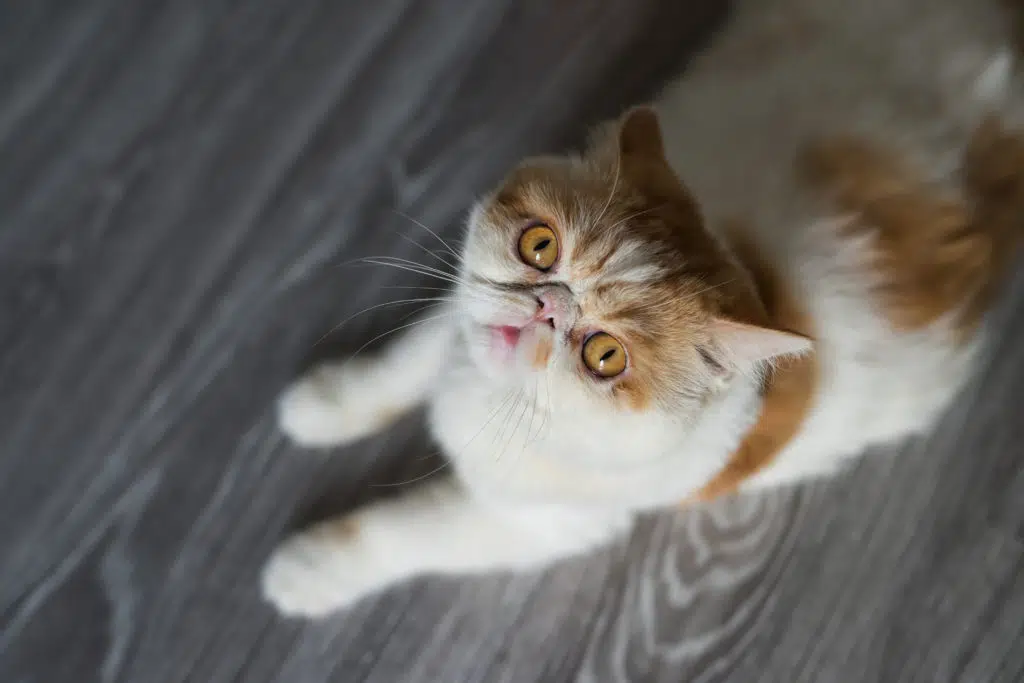 A top view of a brown exotic shorthair cat sitting on a wooden floor and looking at the camera.
