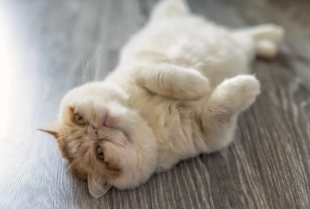 This cute Exotic shorthair cat is lying on the wooden floor relaxing.