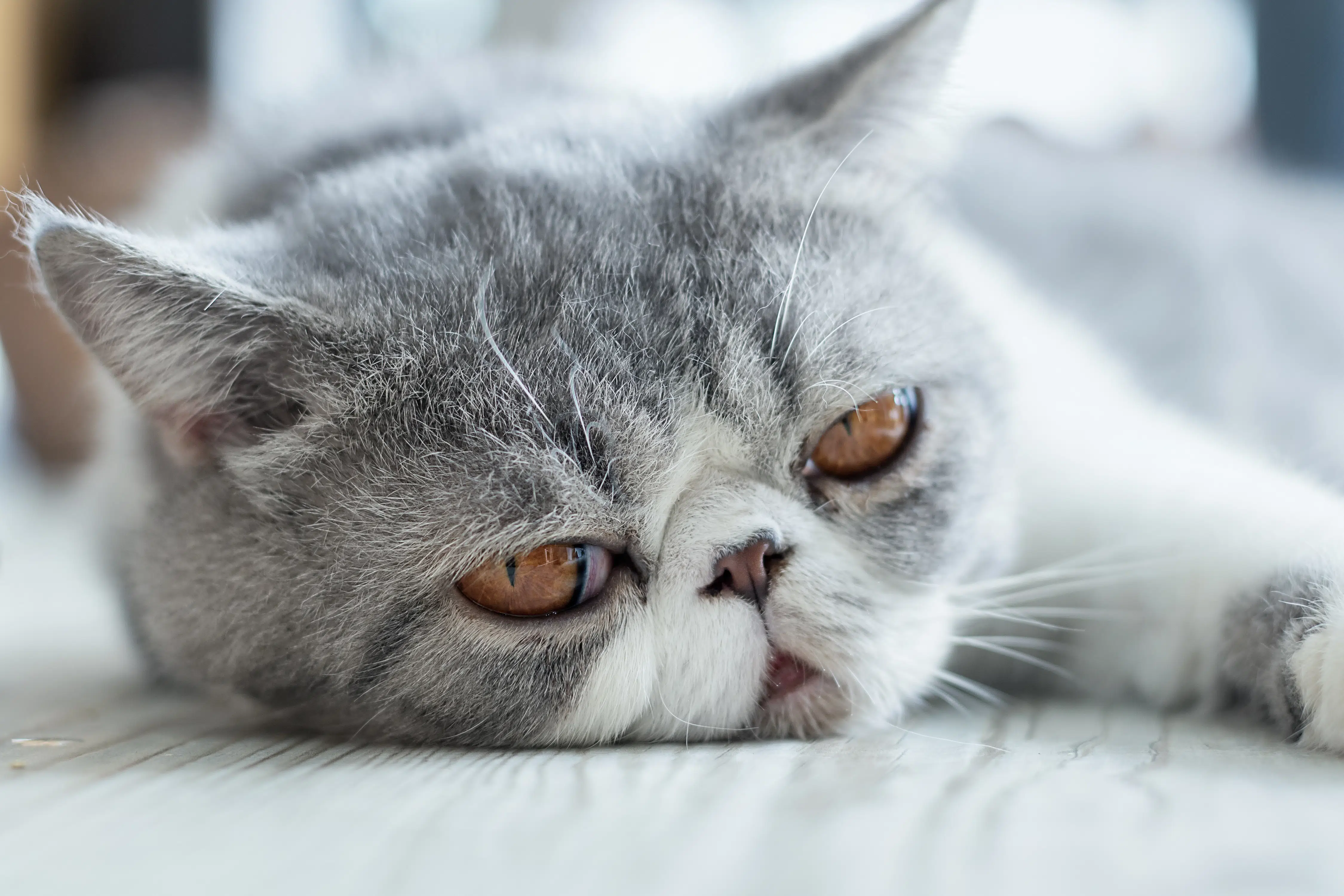 It's never a bad idea to add an exotic shorthair cat to your family, like this one lying on the floor.