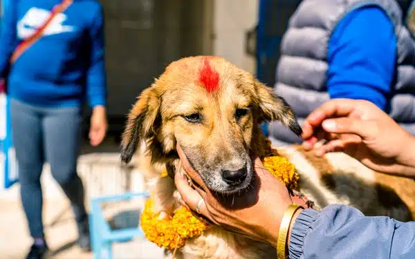 A dog adorned with a red mark on its forehead creating a serene moment during the festival of lights.