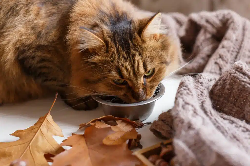 This brown tabby cat is looking up as it eats from its silver bowl that has a grey blanket off to one side and brown leaves off to the other.