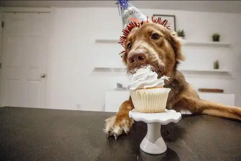Dog birthday cakes can double as Christmas dessert.