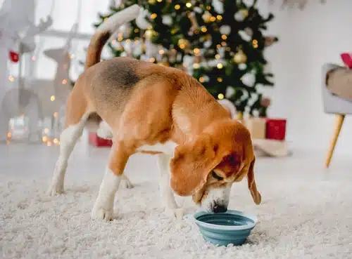 if you don't want to make your own Christmas dog food recipes, order these fish treats instead