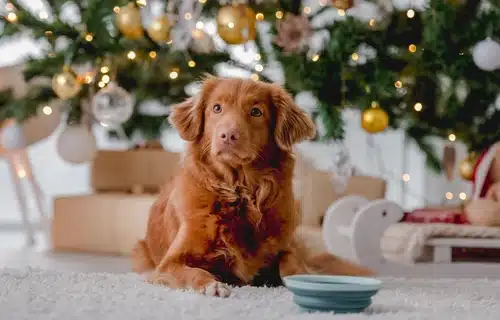 Not keen to cook your own Christmas dog food recipes then order a healthy alternative instead.