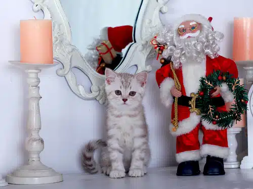 Giving a kitten as a Christmas gift can be a bad idea