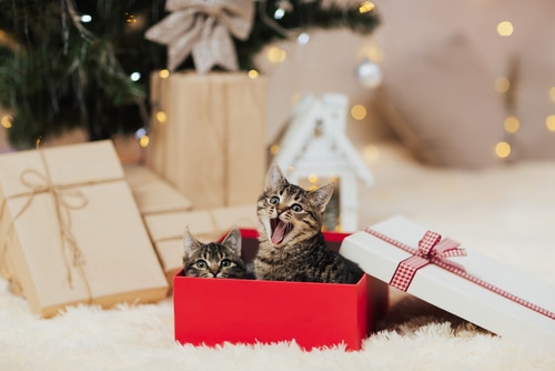 Pets should only be given a presents with the giftee's complete involvement