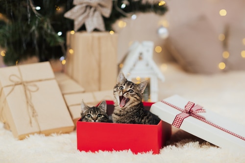 getting a kitten for christmas