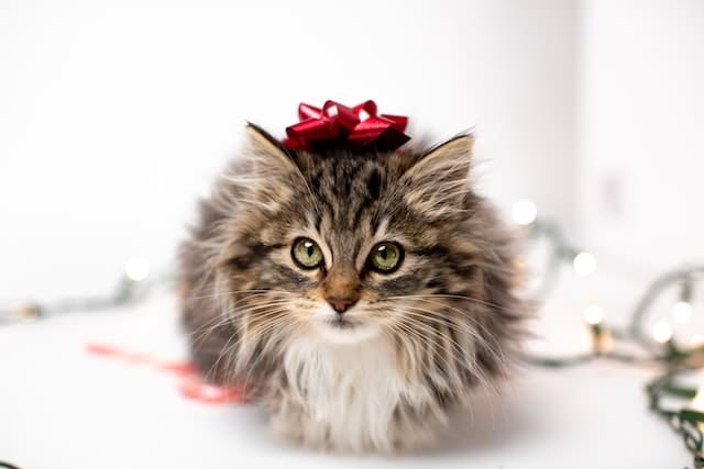 understand how to give a kitten as a gift responsibly before taking the leap