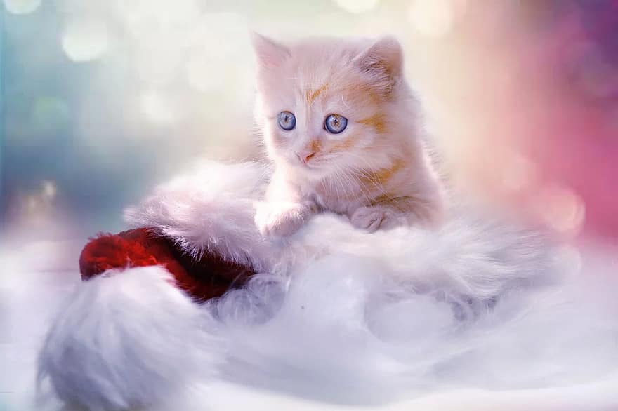 Wondering how to give a kitten as a gift? The receiver has to be involved and consent to it