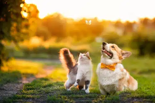 Pet diabetes is directly linked to obesity. Make sure your pet gets enough exercise like this tan and white corgi and fluffy grey cat playing in grass outside.