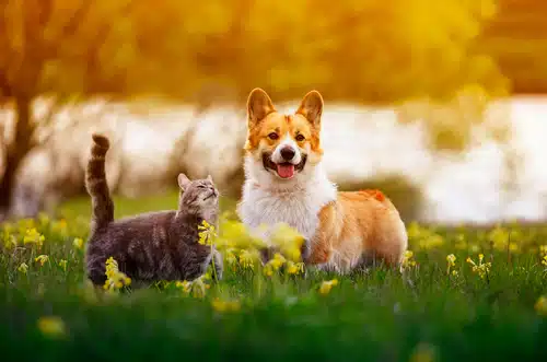 Ensure your pet gets enough exercise like this Corgi and grey cat running in grass when managing diabetes in cats and dogs. 